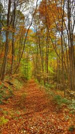 Road passing through forest