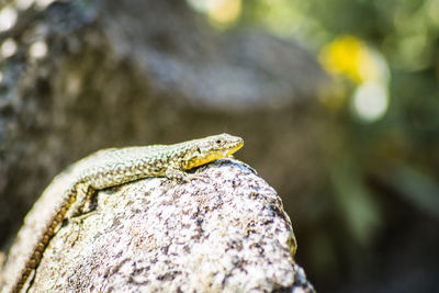 Close-up of lizard on rock