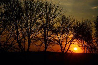 Silhouette of trees at sunset
