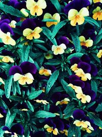 Close-up of purple flowers blooming outdoors