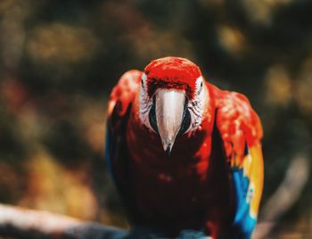 Close-up of bird