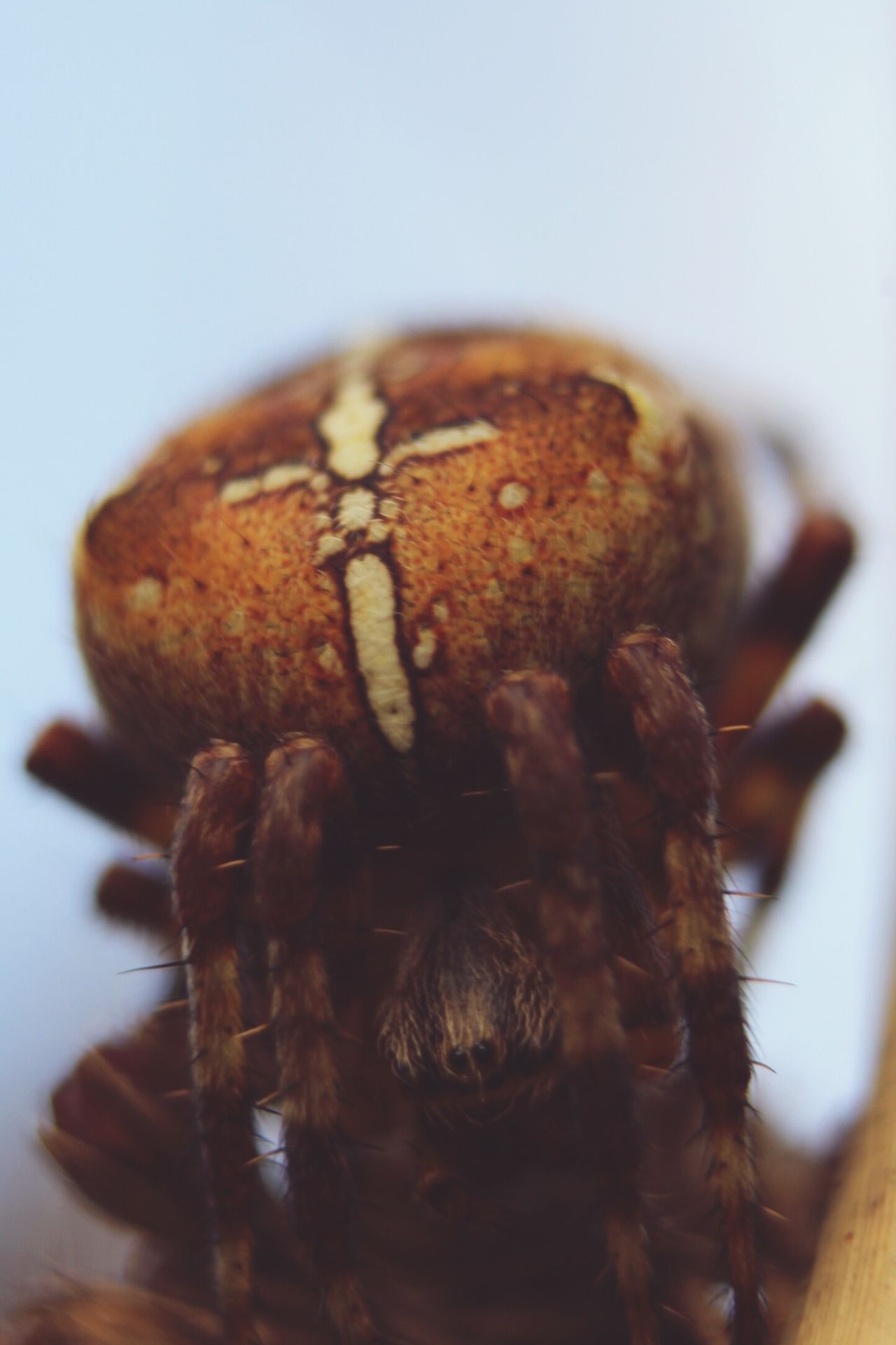 Close up of spider