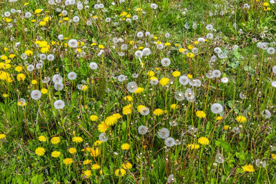 View of flowering plants on field