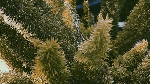 Close-up of succulent plant