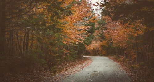 Trees in forest during autumn