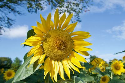 Close-up of yellow sunflower against sky