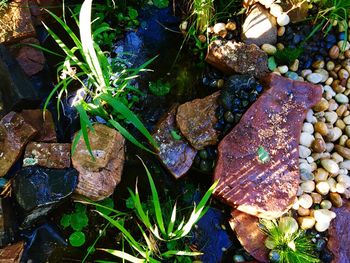 High angle view of fresh plants in water