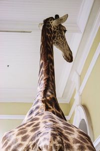 Low angle view of giraffe