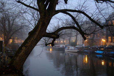 Reflection of bare trees in water at night