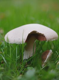 Close-up of mushroom growing on field