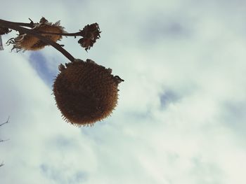 Low angle view of butterfly on plant against sky