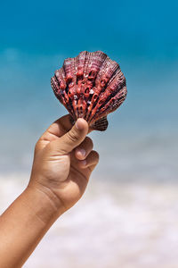 Close-up of hand holding seashell against sky