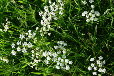 Close-up of white flowers