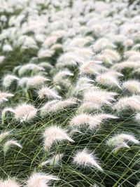 Close-up of cactus plant growing on field