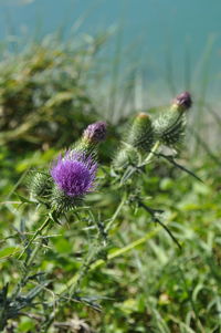 Close-up of purple thistle flowers on field