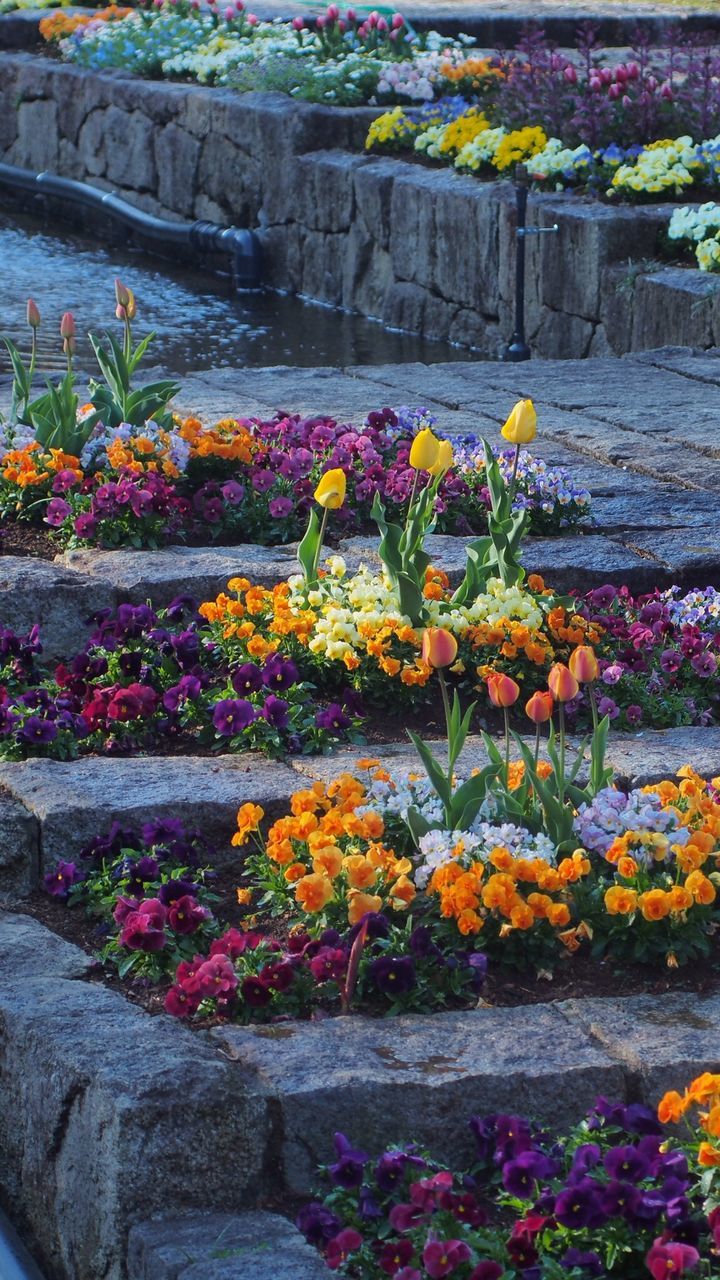 flower, freshness, fragility, multi colored, plant, growth, petal, beauty in nature, abundance, blooming, yellow, nature, in bloom, stone wall, colorful, flower head, built structure, blossom, flowerbed, wall - building feature