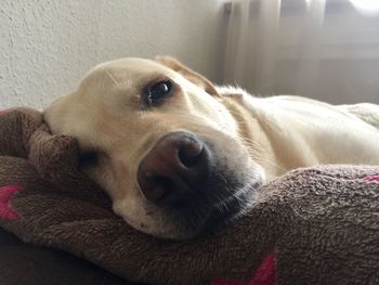 Close-up portrait of dog relaxing at home