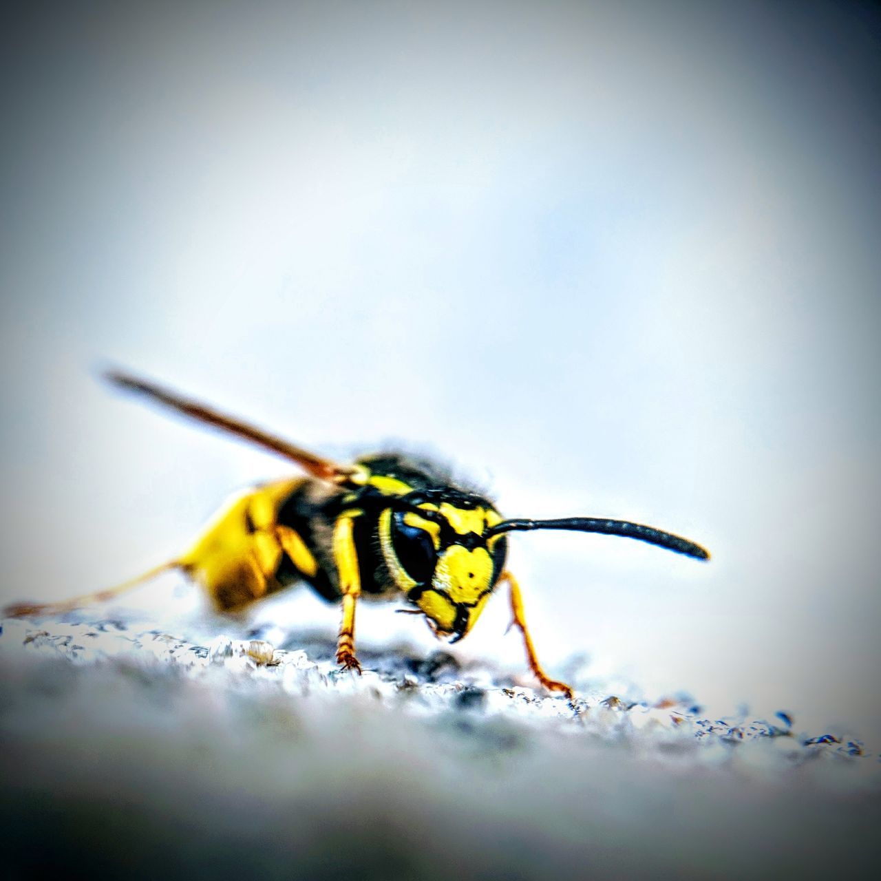 insect, invertebrate, animal themes, one animal, animal, animals in the wild, animal wildlife, selective focus, close-up, day, yellow, wasp, no people, nature, animal body part, animal antenna, vignette, outdoors, beauty in nature, animal wing, surface level, animal eye