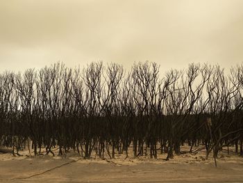 Bare trees on shore against sky