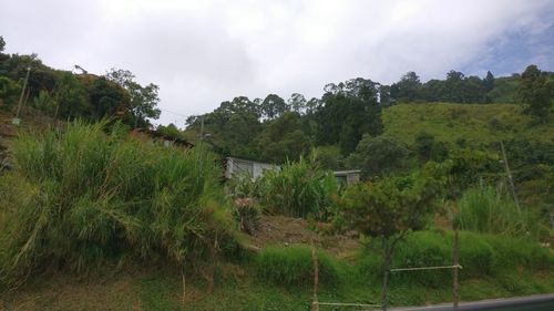 Scenic view of forest against sky