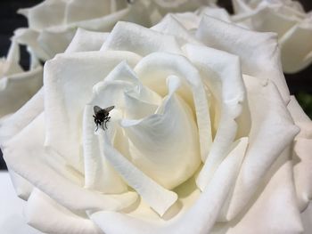 Close-up of insect on white flower