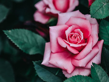 High angle view of rose bouquet