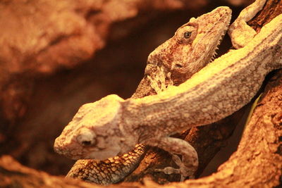 Close-up of lizard on rock
