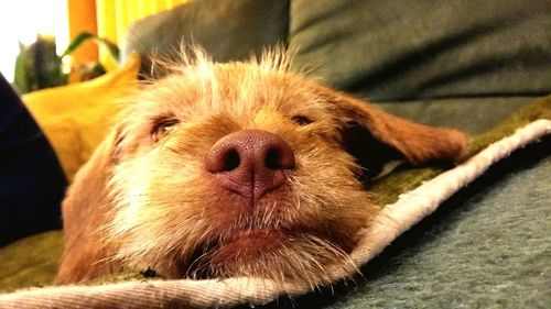 Close-up of dog resting