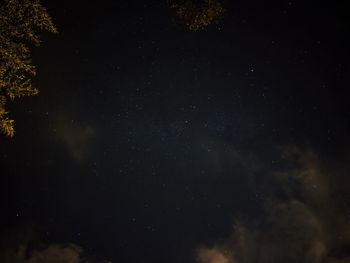 Low angle view of trees against sky at night