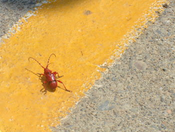 Close-up of insect