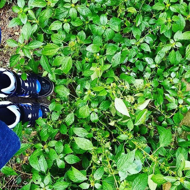 green color, leaf, growth, plant, high angle view, nature, full frame, green, backgrounds, leaves, day, close-up, outdoors, abundance, beauty in nature, part of, tranquility, lush foliage, field, no people