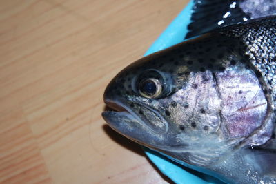 Close-up of fish