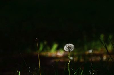 Close-up of flower growing in field at night