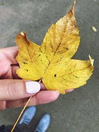 Close-up of person holding maple leaves