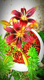 Close-up of red flowers