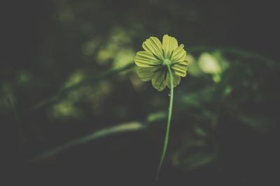 Close-up of green plant