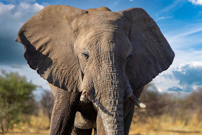 Low angle view of elephant against sky