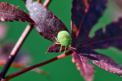 Close-up of green shield bug on red leaf