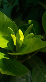 Close-up of fresh green plant