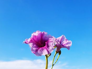 Close-up of pink flower against blue sky