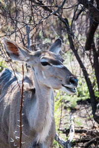 Close-up of giraffe in forest