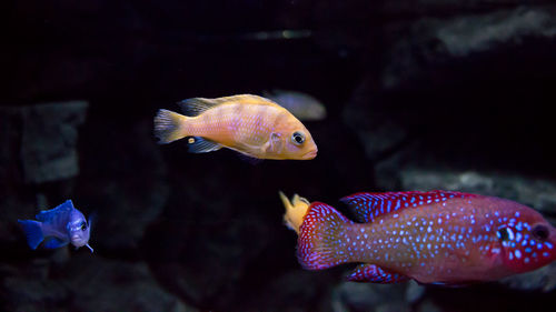 Close-up of fish swimming in sea