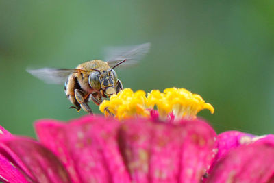 Close-up of bee pollinating on zinnia flower