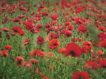 Close-up of red poppy flowers in field