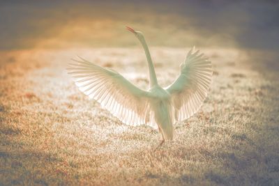 Close-up of bird flying in grass