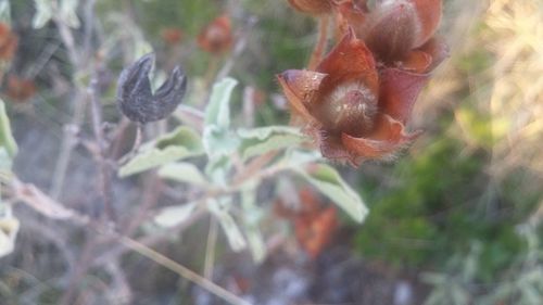 Close-up of flowers