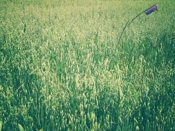 Full frame shot of green grass