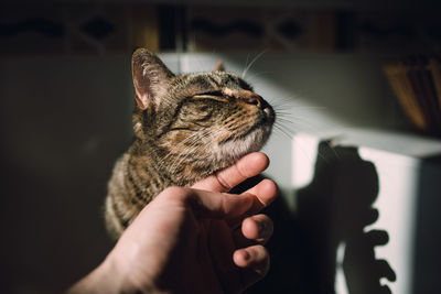 Close-up of hand holding cat