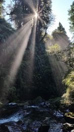 Sun shining through trees in forest