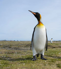 View of a penguin on the land